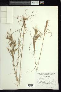 Andropogon fastigiatus image