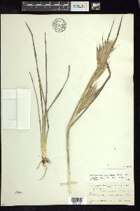 Andropogon glomeratus var. pumilus image