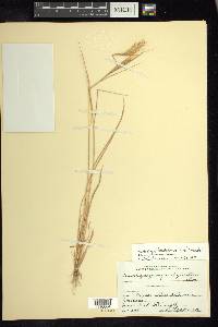 Andropogon fastigiatus image