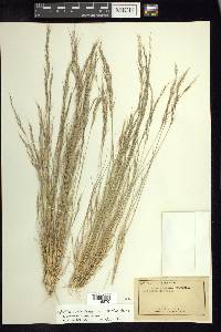 Aristida adscensionis image