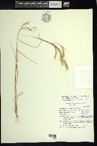 Andropogon fastigiatus image