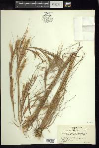 Andropogon fastigiatus image