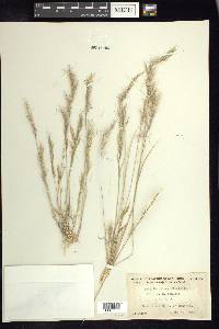 Aristida adscensionis image