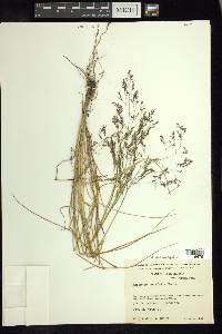 Agrostis ghiesbreghtii image