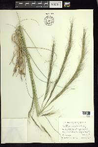 Aristida arizonica image