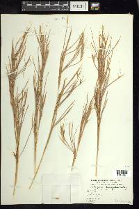 Andropogon fastigiatus image