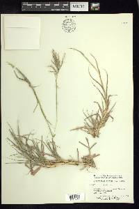 Bothriochloa pertusa image