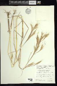 Andropogon fastigiatus image