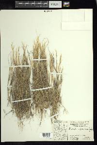 Aristida adscensionis image