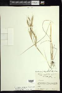 Andropogon fastigiatus image