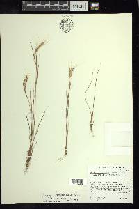 Andropogon fastigiatus image