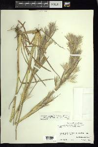 Andropogon glomeratus image