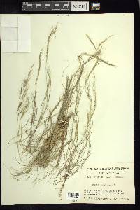 Aristida adscensionis image