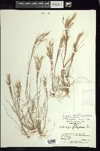 Andropogon fastigiatus image