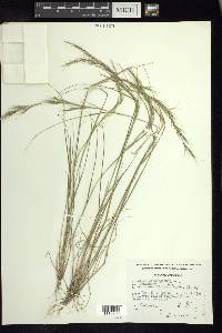 Aristida adscensionis image