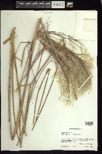 Andropogon bicornis image