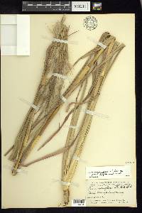 Andropogon glomeratus image