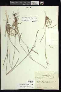 Schizachyrium cirratum image