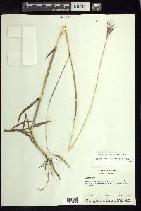 Bothriochloa hirtifolia image