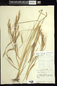 Andropogon fastigiatus image