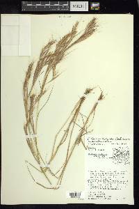 Andropogon fastigiatus image