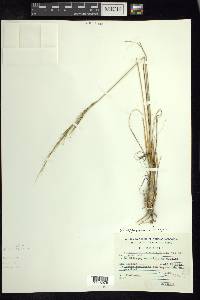 Aristida appressa image