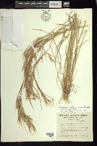 Andropogon fastigiatus image