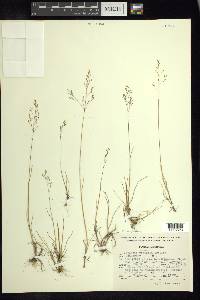 Agrostis subpatens image