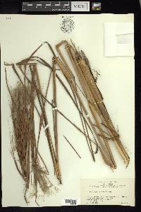 Andropogon bicornis image