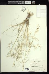 Aristida havardii image