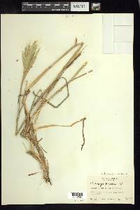 Bothriochloa barbinodis image