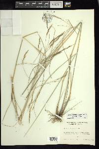 Aristida laxa image