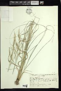 Aristida hintonii image