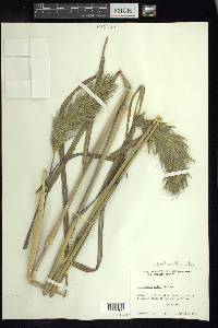 Bothriochloa alta image