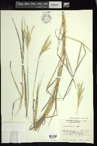 Bothriochloa hybrida image