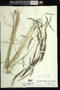 Aristida laxa image