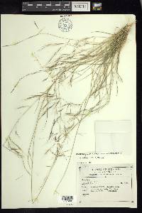 Aristida ternipes image