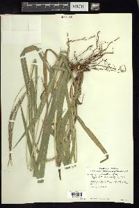 Axonopus deludens image