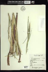 Bothriochloa hirtifolia image