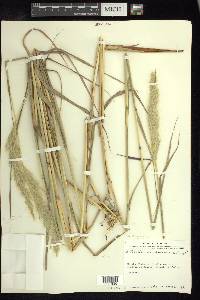 Bothriochloa saccharoides image