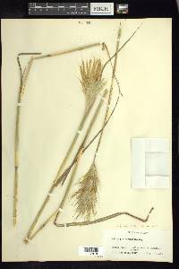 Bothriochloa barbinodis image