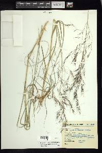 Aristida hintonii image