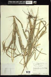 Bothriochloa hirtifolia image