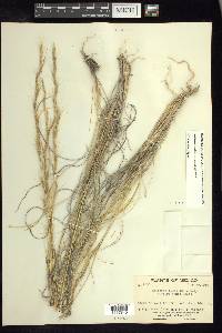 Aristida purpurea var. wrightii image