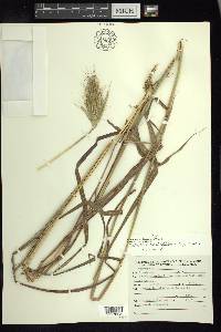 Bothriochloa barbinodis image