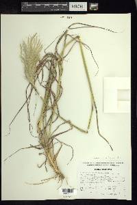 Bothriochloa barbinodis image