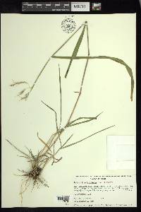 Bothriochloa hirtifolia image