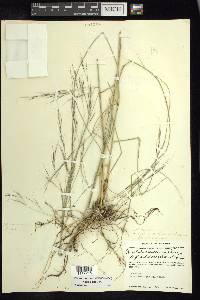 Aristida laxa image