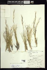 Aristida curvifolia image