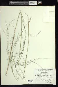 Aristida ternipes image